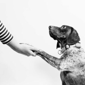 Black and white image of a dog shaking  an extended hand with a black and white striped sleeve showing