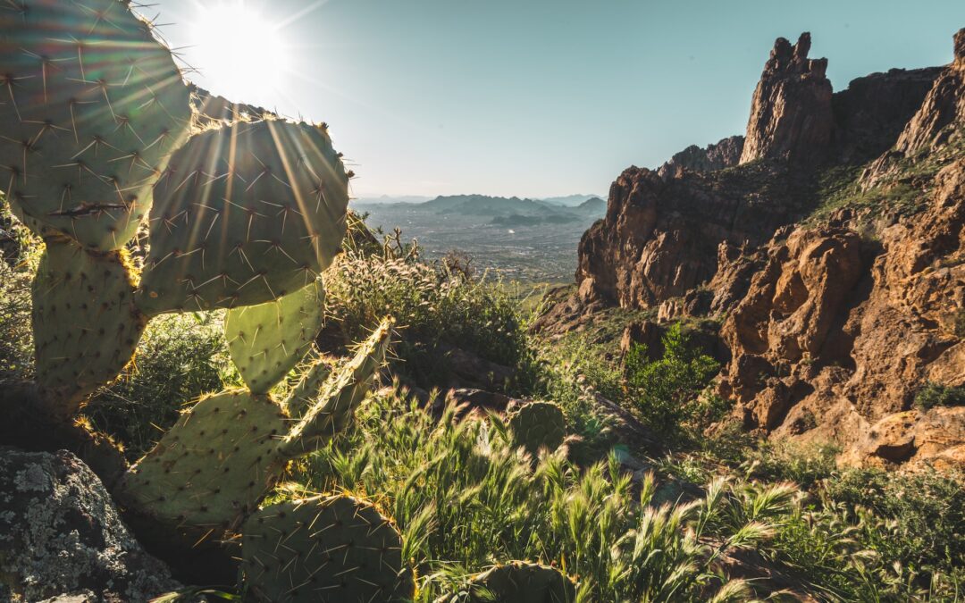 Arizona mountains with close up of cactus as the sun rises