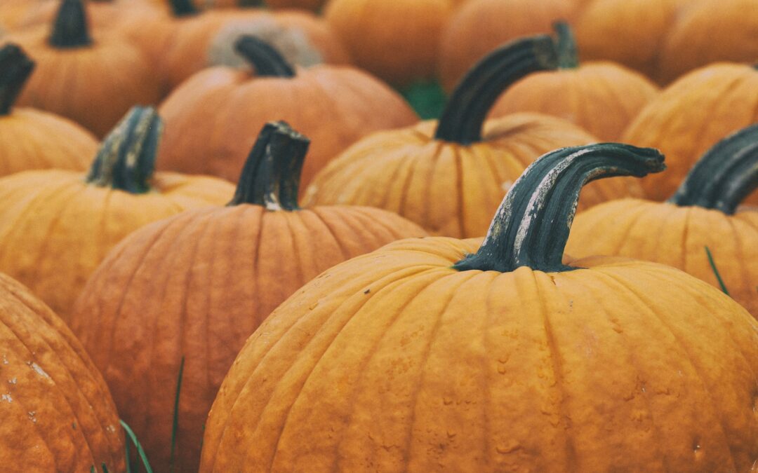 Close up of group of orange pumpkins