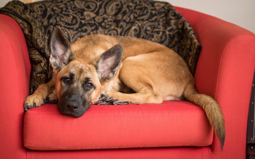 Black and tan german shepherd puppy sitting on red chair