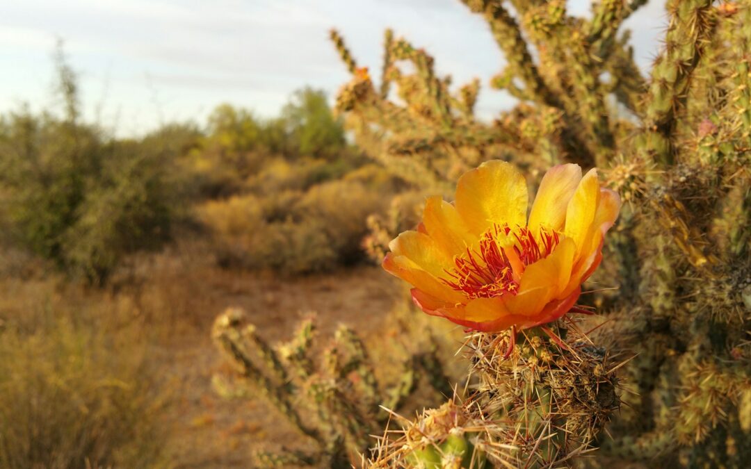 Yellow and orange desert flower on a cactus