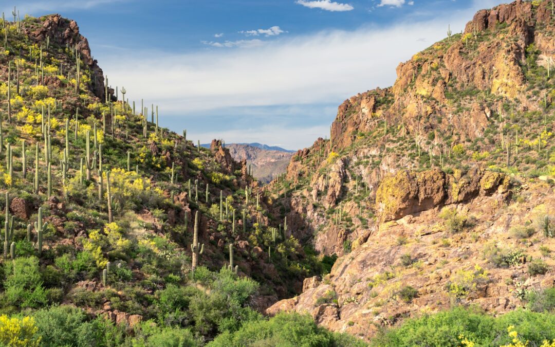 Flowers and desert landscape in Arizona