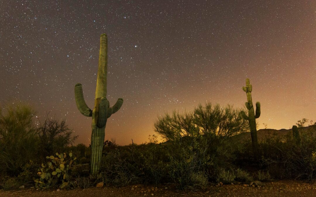 Saguaro Nation Park Arizona